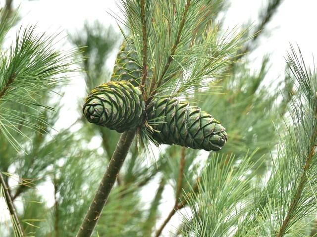 Chinese White Pine Fruit