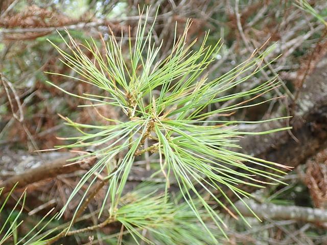 Chinese White Pine Leaves