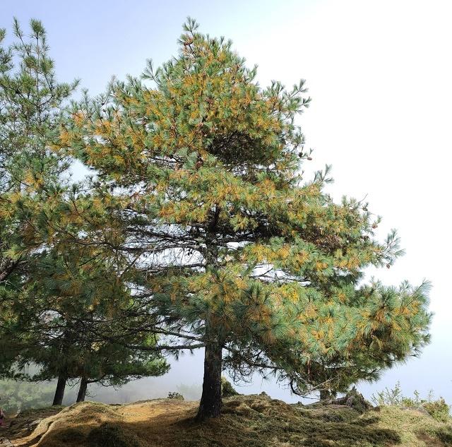 Chinese White Pine Tree