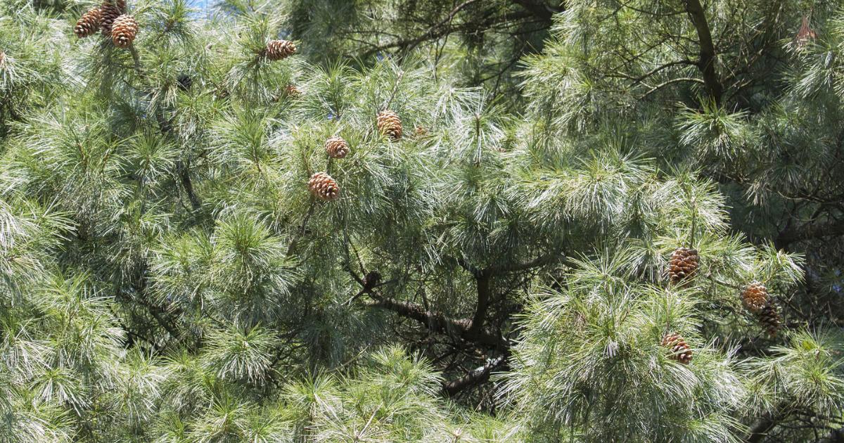 Chinese White Pine