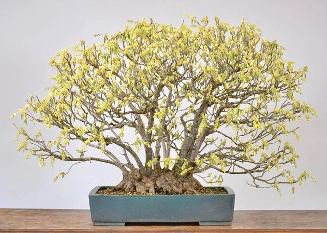 Chinese Winter Hazel Bonsai