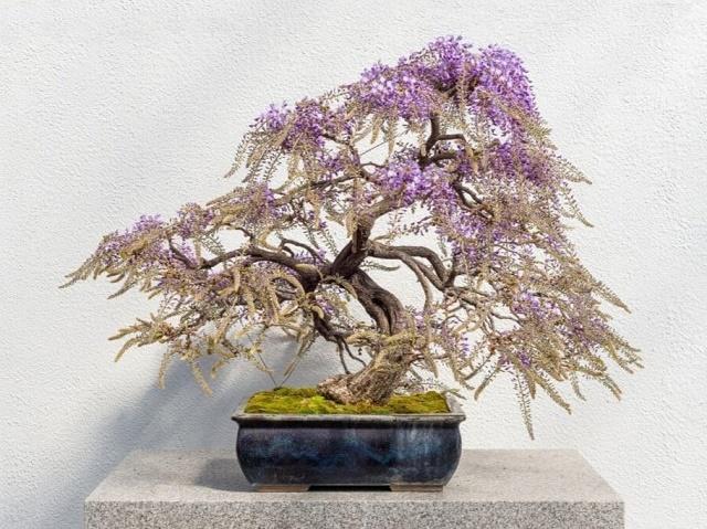 Chinese Wisteria Bonsai