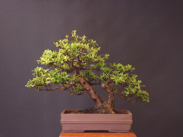 Chinese pot