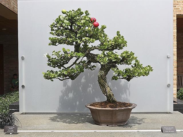 Natal Plum Bonsai
