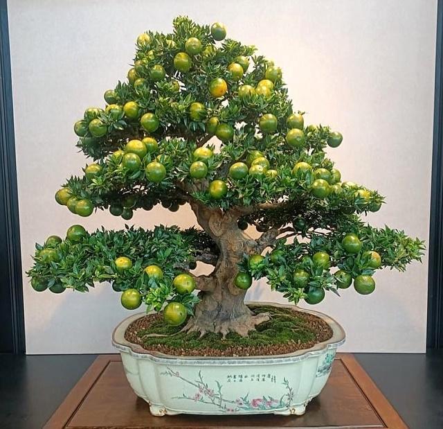 Citrus Bonsai