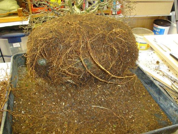 Clean Siberian Elm root