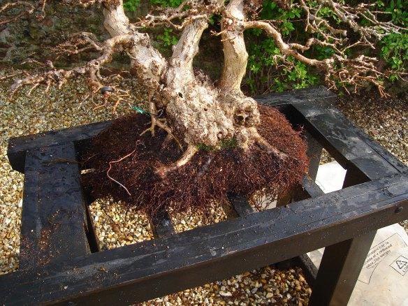Clean root appearance