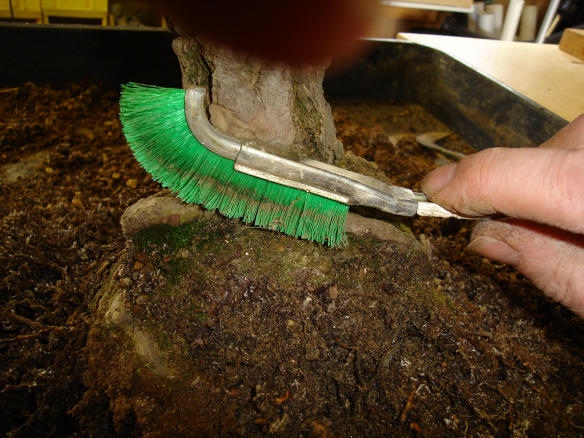 Clean the stem