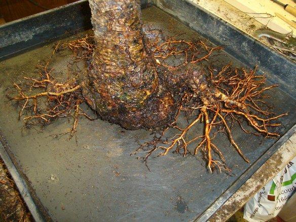 Cleaning tree stumps