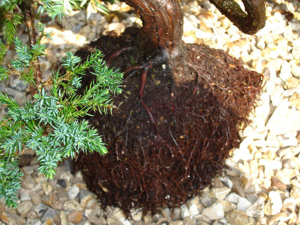 Complete root ball cleaning