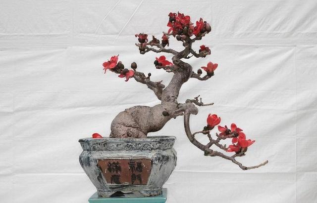Cotton Tree Bonsai