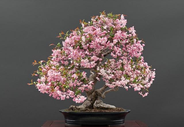 Crabapple Bonsai