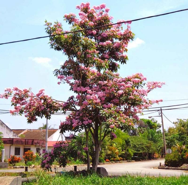 Cratoxylum formosum