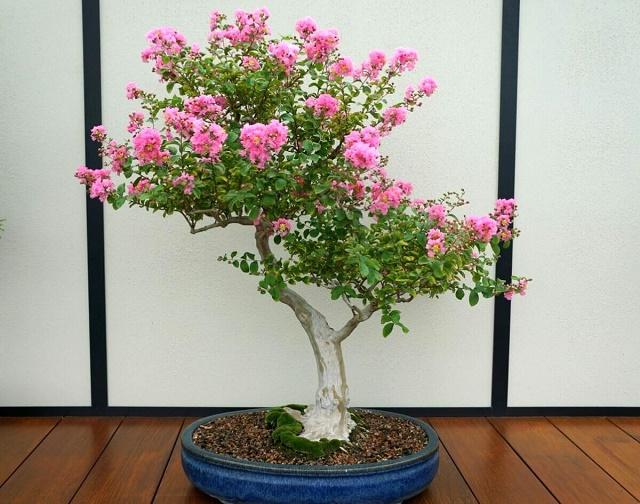 Crepe Myrtle Bonsai