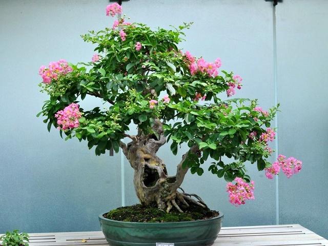 Crepe Myrtle Bonsai