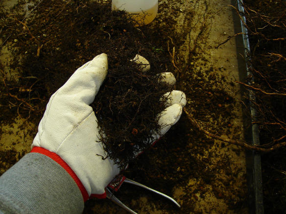 Cut dead roots