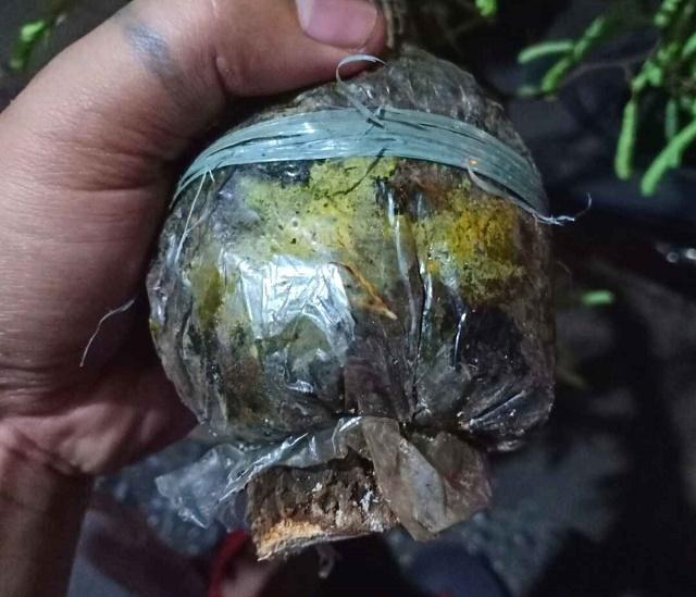 Cutting Grafts of Tamarind