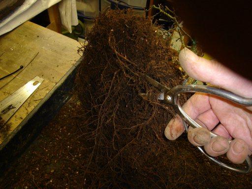 Cutting Roots