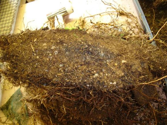 Cutting Siberian Elm root