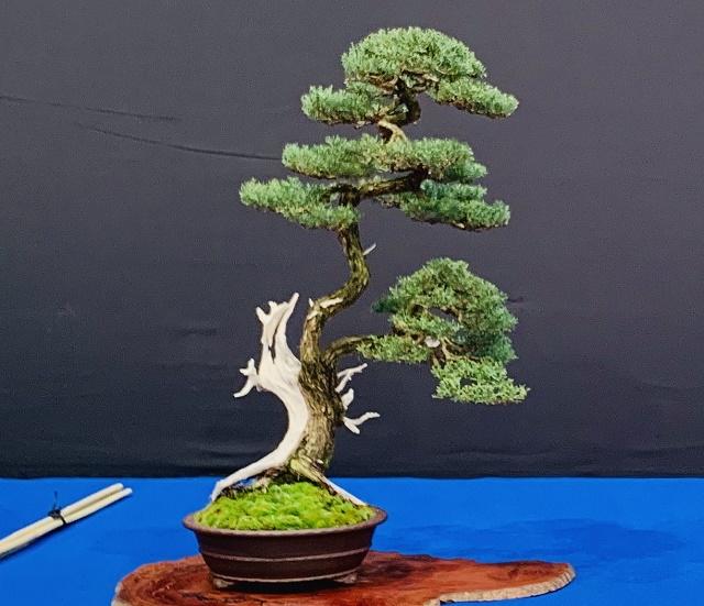 Cypress Bonsai