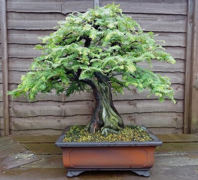 Dawn Redwood Bonsai