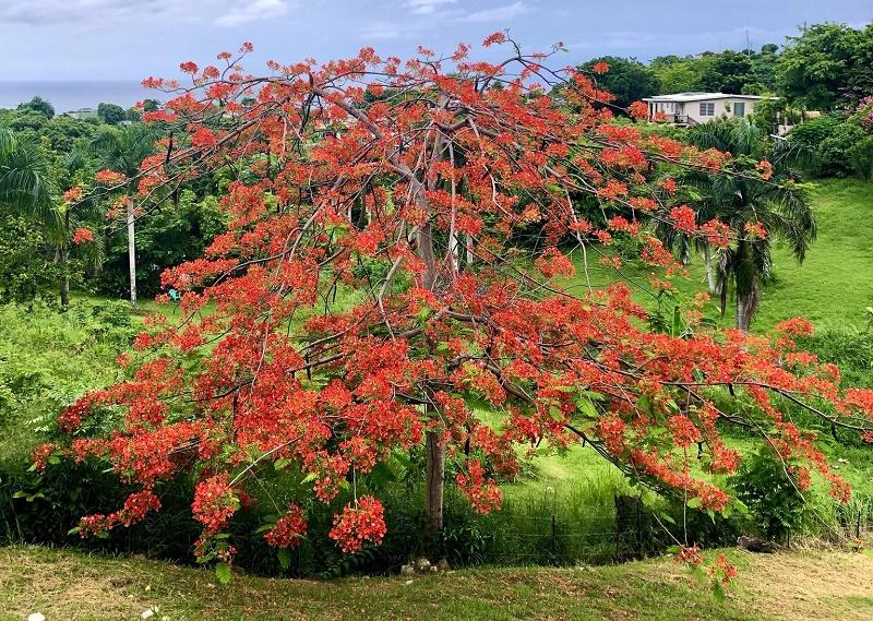 Delonix regia