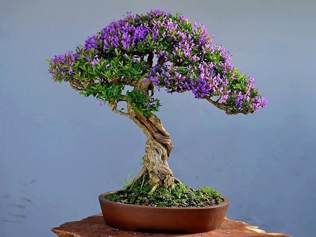 Desmodium Bonsai
