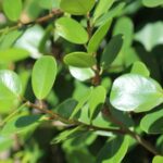 Difference between Ficus Greenisland and Longisland