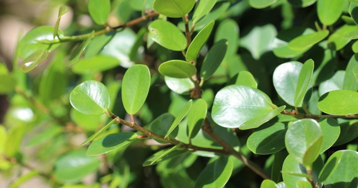 Difference between Ficus Greenisland and Longisland