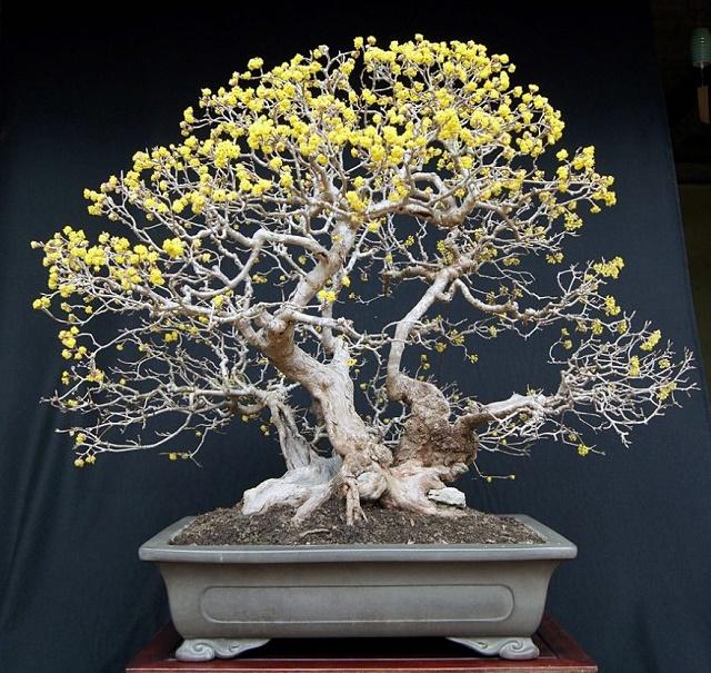 Dogwood Bonsai