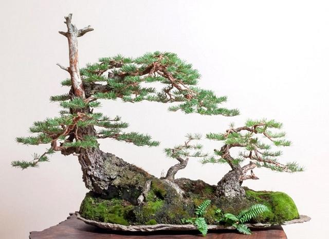 Douglas Fir Bonsai