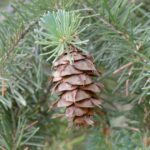 Douglas Fir