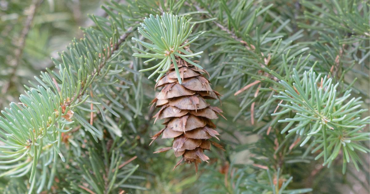 Douglas Fir