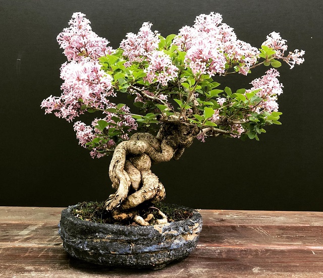Dwarf Lilac Bonsai