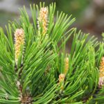 Dwarf Mountain Pine