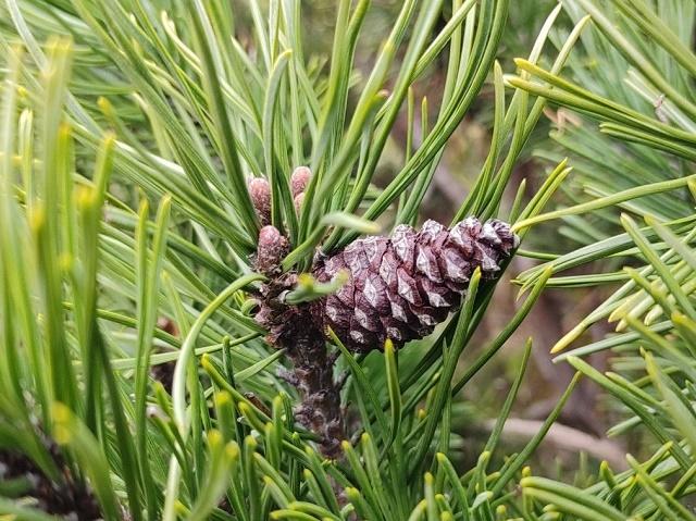 Dwarf Mountain Pine Fruit