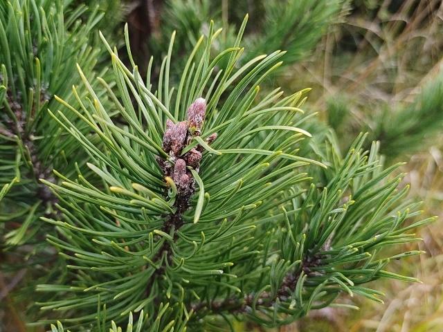 Dwarf Mountain Pine Leaves