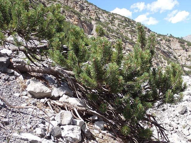 Dwarf Mountain Pine Tree