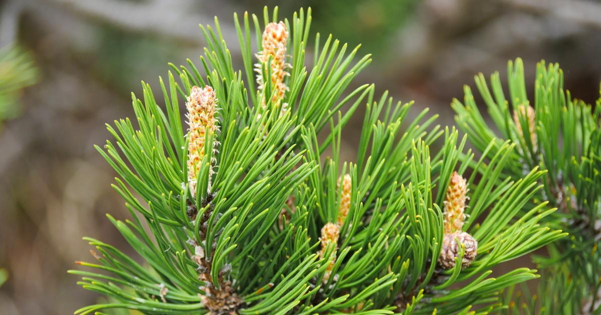 Dwarf Mountain Pine