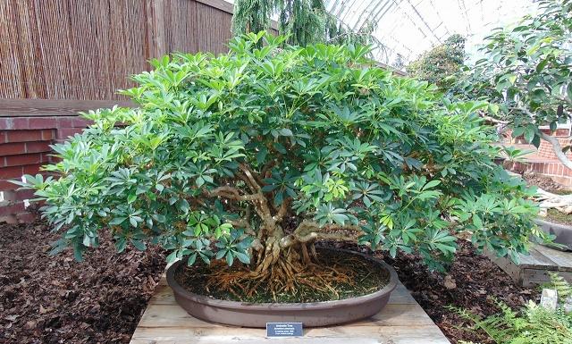 Dwarf Umbrella Tree Bonsai