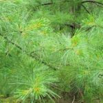 Eastern White Pine