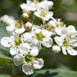 How to Repotting English Hawthorn