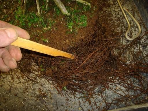 English Hawthorn Root