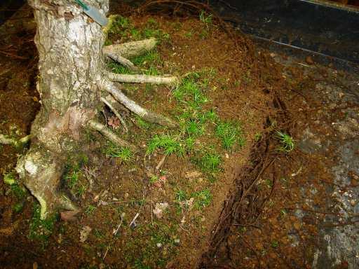 English Hawthorn Roots