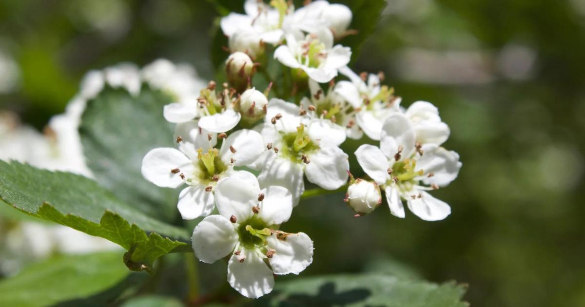 How to Repotting English Hawthorn