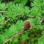 European Larch