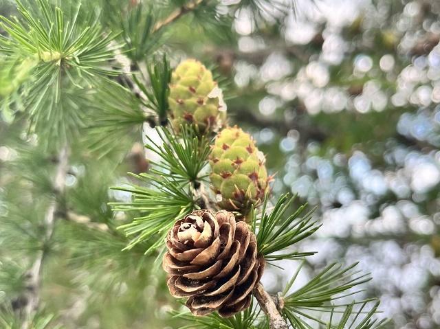European Larch Fruit