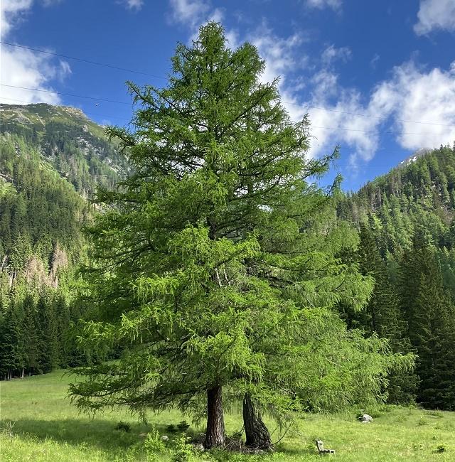 European Larch Tree