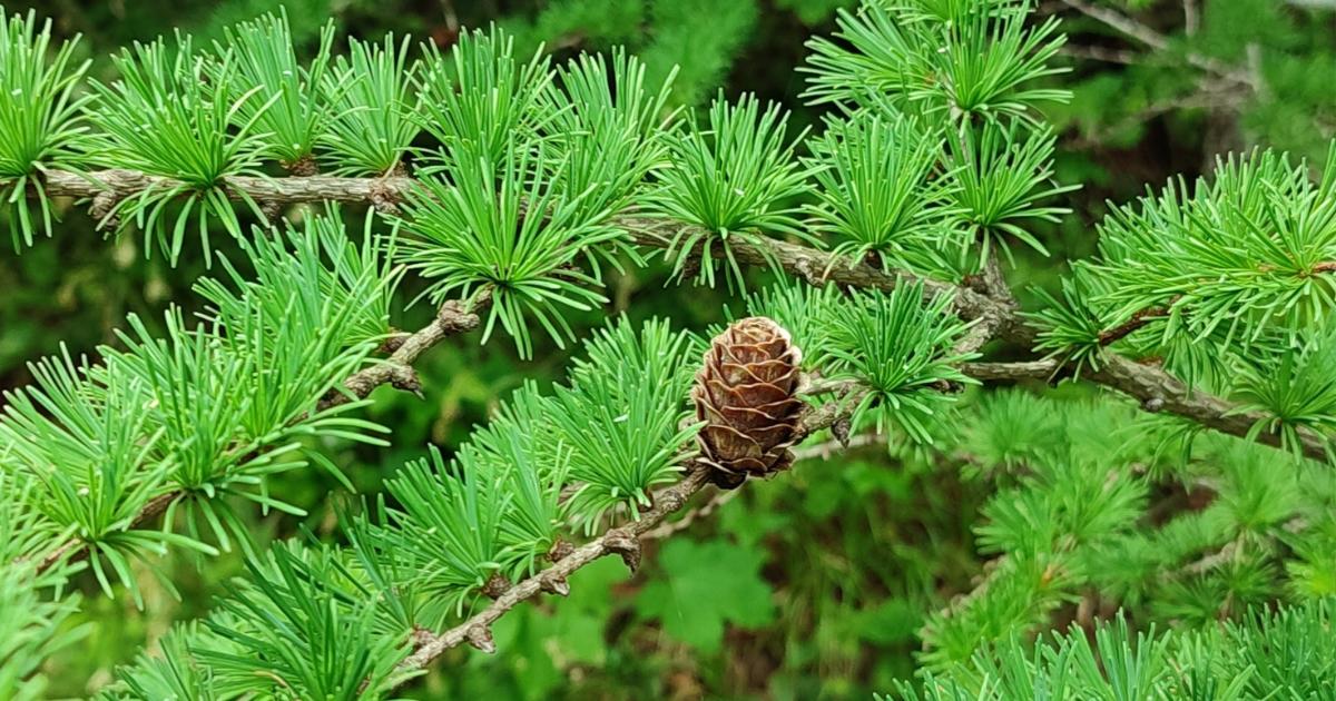 European Larch