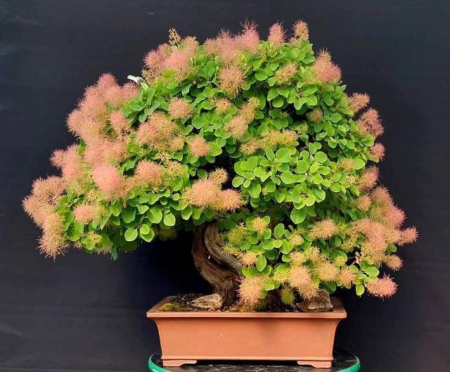 European Smoketree Bonsai